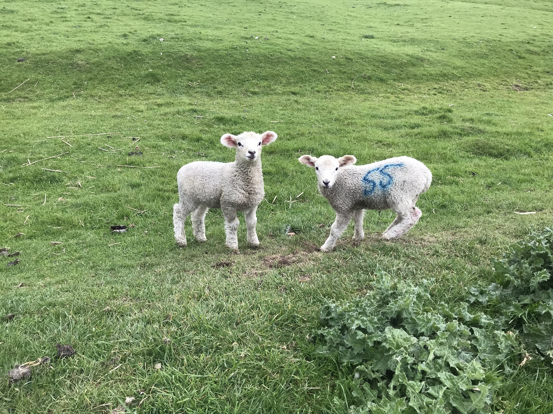 Automotive 2 - Adam Castelow